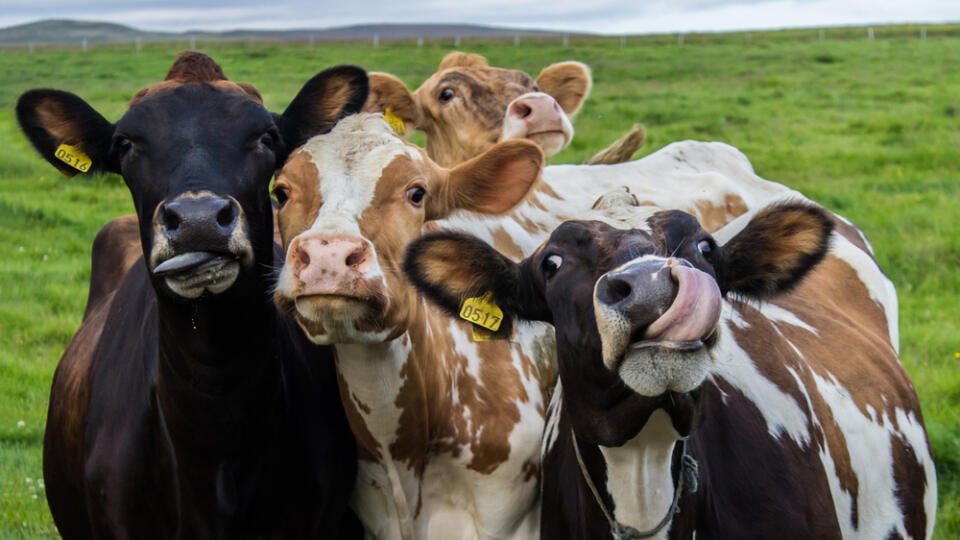 Four,Funny,Cows,Looking,At,The,Camera