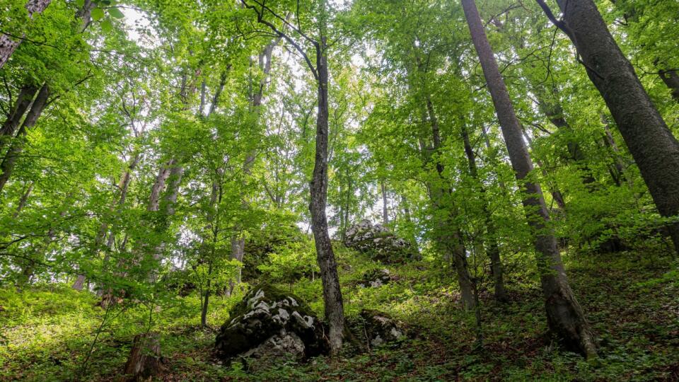Muranská planina