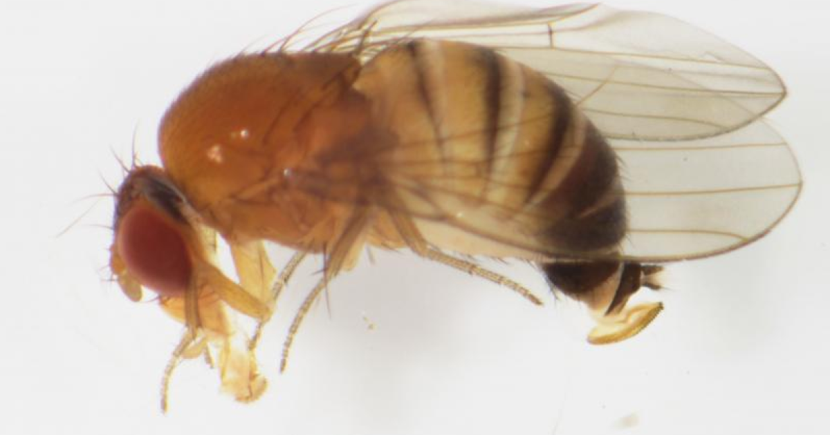 Дрозофилы кусаются. Азиатская Ягодная дрозофила. Дрозофила Сузуки. Drosophila suzukii (Matsumura).