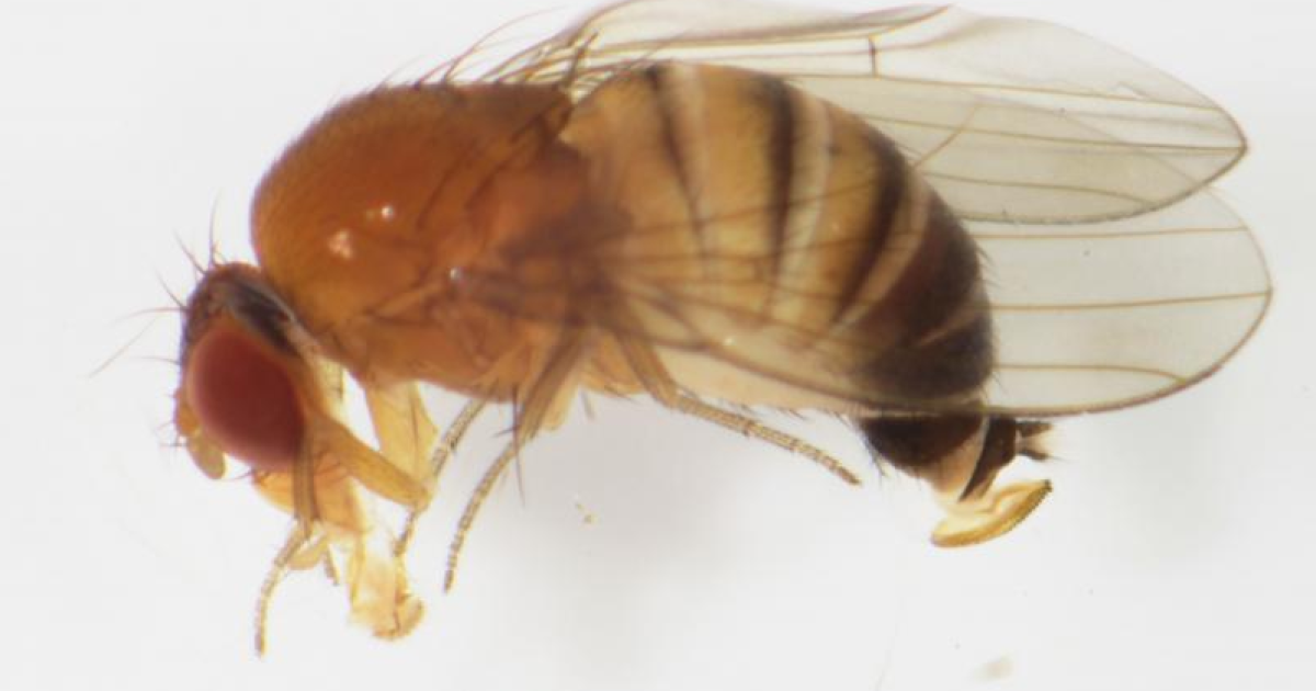 Дрозофила имеет. Drosophila suzukii (Matsumura). Ягодная дрозофила. Азиатской ягодной дрозофилы Drosophila suzukii.