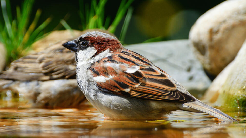 The,House,Sparrow,,Passer,Domesticus,,Male,Stands,In,The,Water