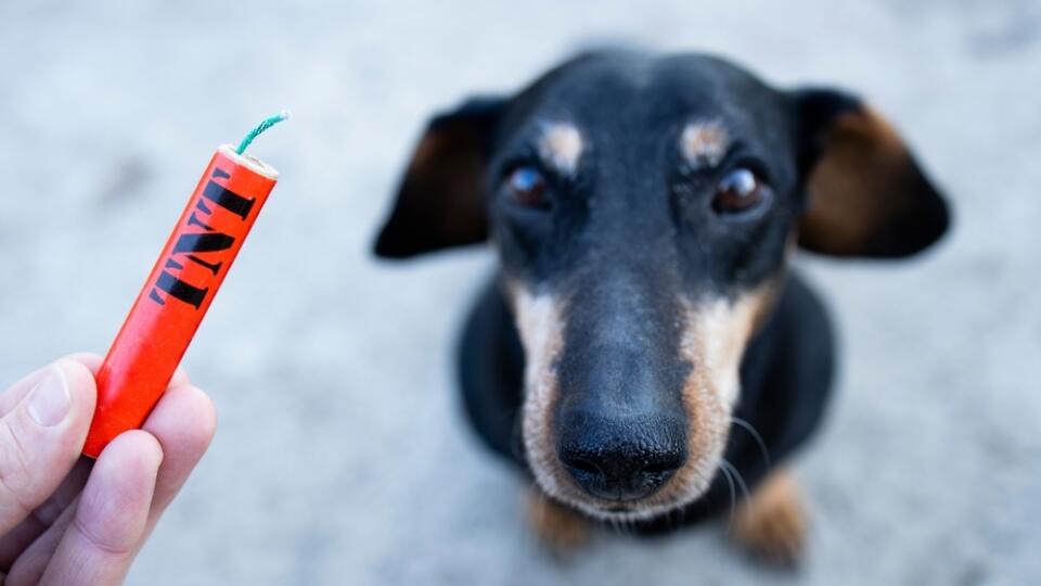 Dogs or pets scared and traumatized by firecrackers explosion during celebration. Stop animal abuse.