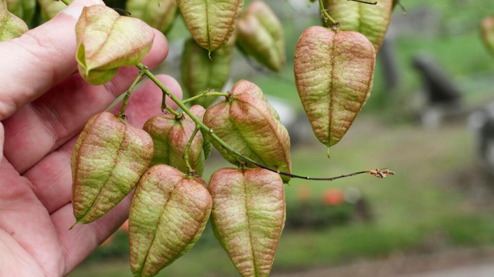 Jaseňovec metlinatý (Koelreuteria paniculata) je listnatý strom s exotickým vzhľadom. Dorastá do výšky 4 až 7 metrov a často sa používa ako zaujímavý solitér. Očarí netradičnými, trojstrannými tobolkami, ktoré sú najskôr zelené a postupne počas jesene nadobúdajú oranžové až hnedé odtiene. Na strome zostávajú po celú zimu.