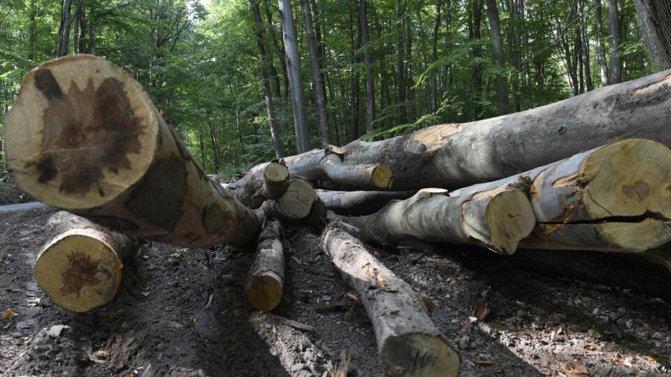 Súčasná energetická kríza spojená s ruskou agresiou na Ukrajine zvyšuje v celej Európe tlak na cenu dreva. Občania sa potrebujú zásobiť pred zimou drevom na vykurovanie svojich domov. Panuje strach z energetickej krízy, kvôli ktorému mnohí nakupujú drevo aj do zásoby, aj ako priekupníci. V dôsledku týchto okolností rastú ceny dreva aj na domácom trhu. Dopyt po ňom vysoko prevyšuje ponuku. Na snímke z 8. augusta 2022 pripravené palivové drevo v lese v katastri obce Slanec v okrese Košice-okolie.