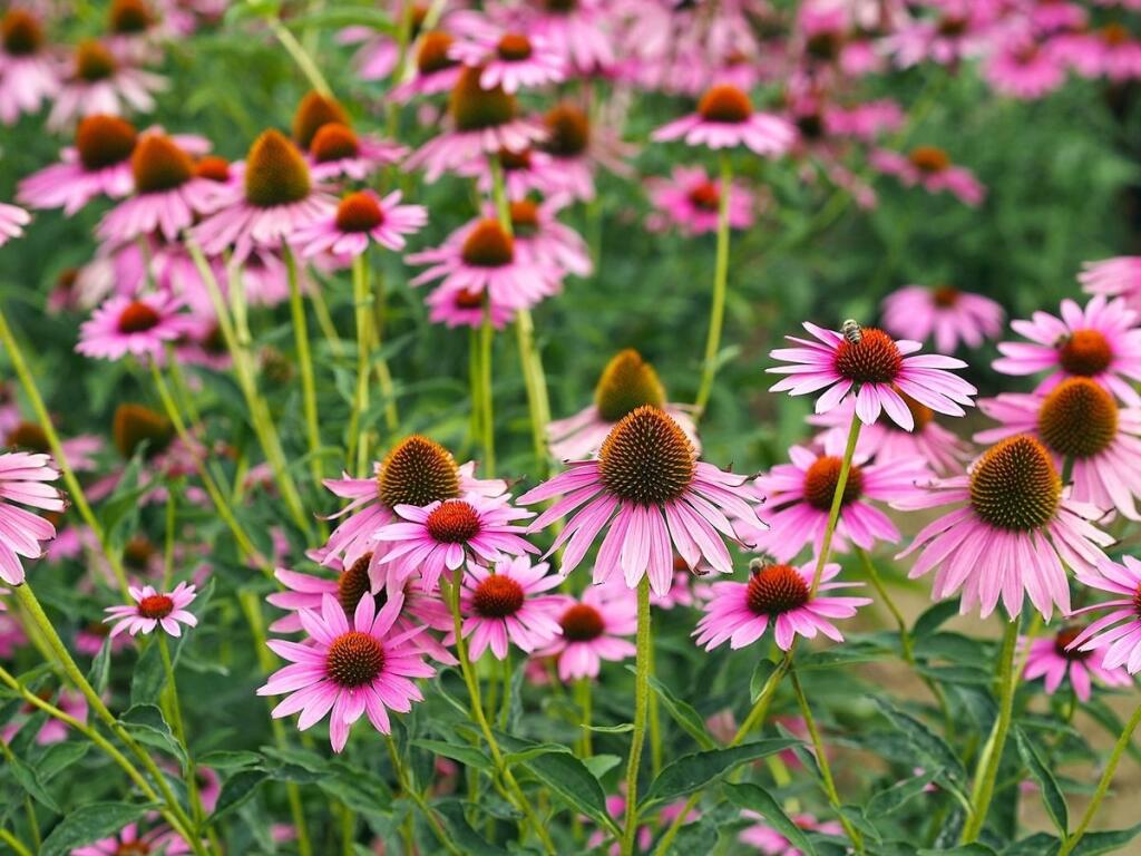 Echinacea purpurová