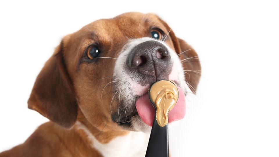 Happy,Dog,Eating,Peanut,Butter,From,Spoon.,Cute,Puppy,Dog