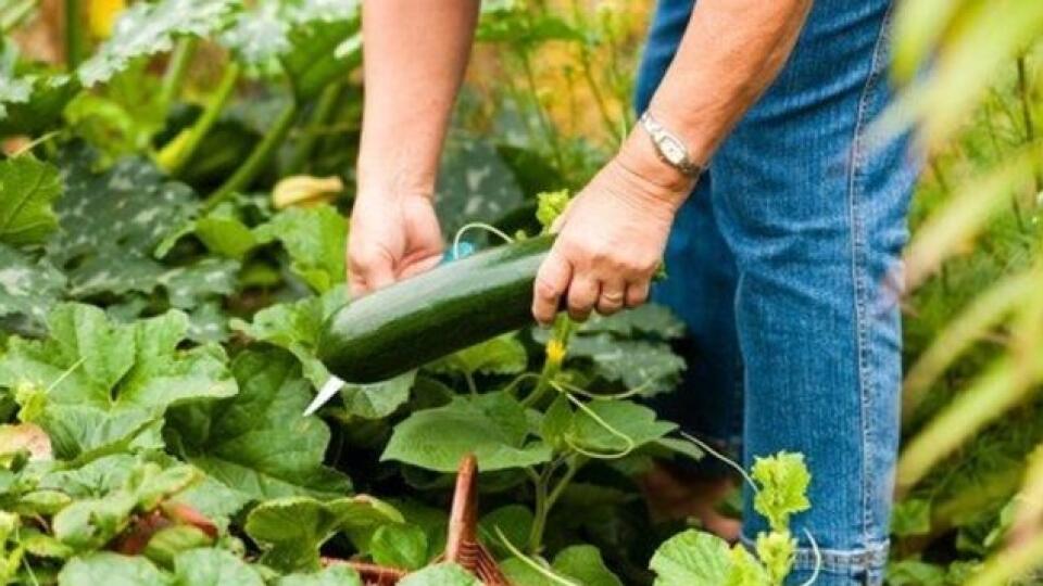 Najlepšie chutia menšie až stredné plody vo veľkosti asi 15 až 25 cm.