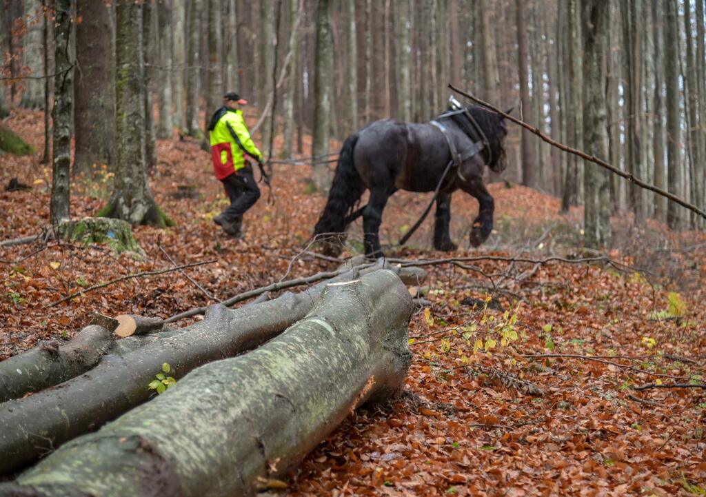 Ťažba dreva a vysádzanie nových stromov v lese pri osade Kyslinky (neďaleko obce Hrochoť) v oblasti Poľany 4. novembra 2019. FOTO TASR - Dušan Hein