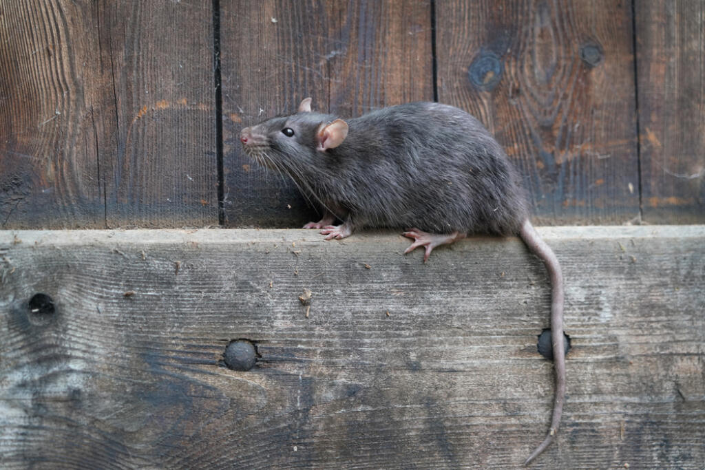 Wild,Brown,Norway,Rat,,Rattus,Norvegicus,,Sitting,On,A,Board