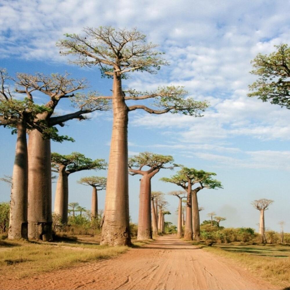Madagaskar