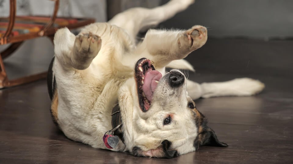 Happy,Dog,Lying,On,His,Back.