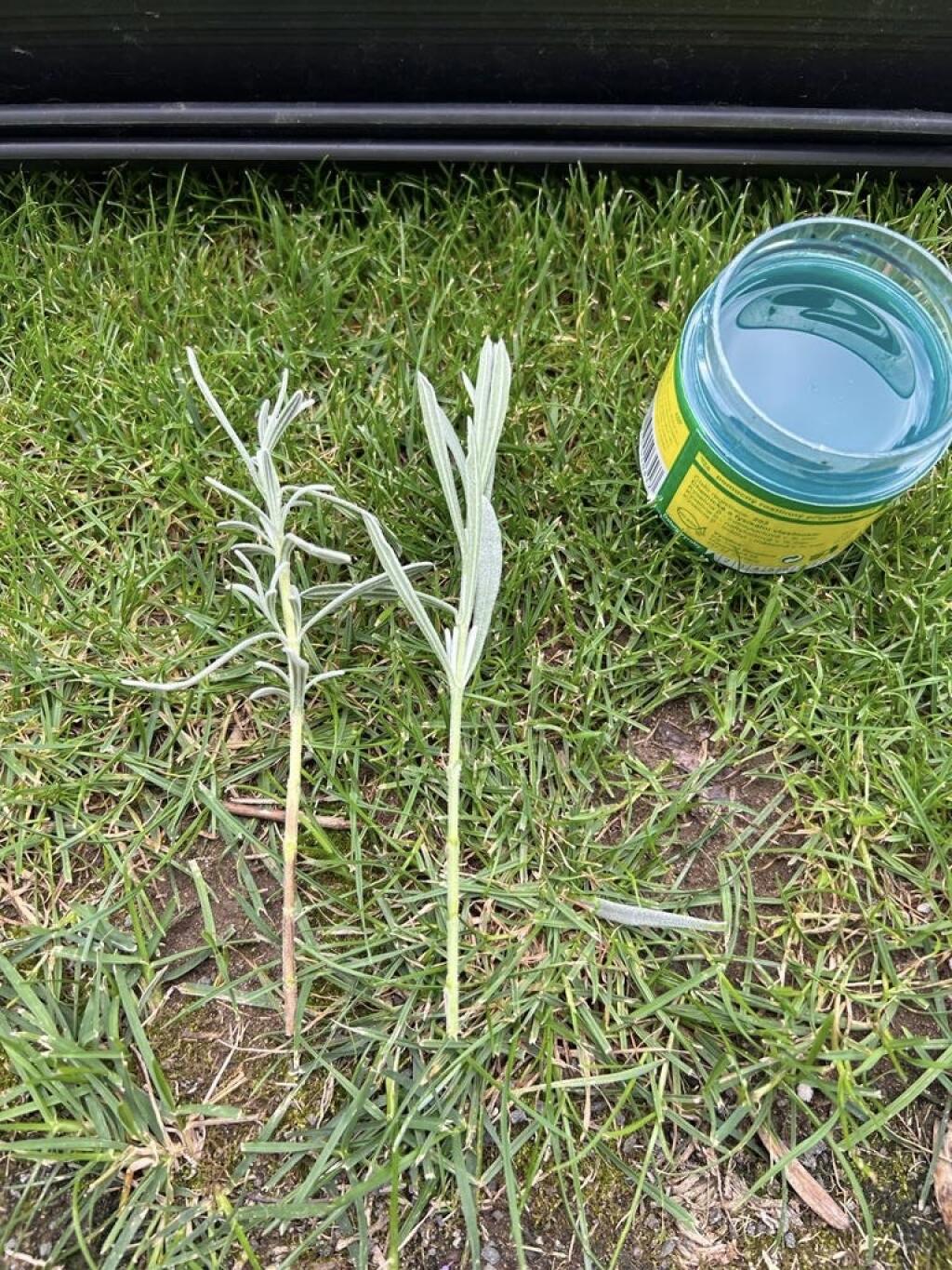 Rozmnožovanie levandule.