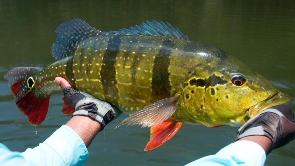 Cichlida chvostooká