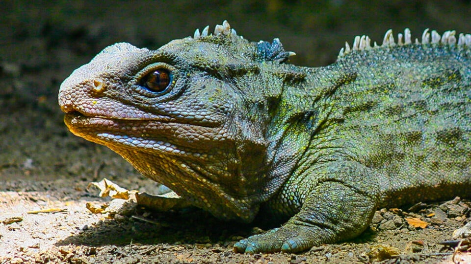 New,Zealand,Native,Tuatara