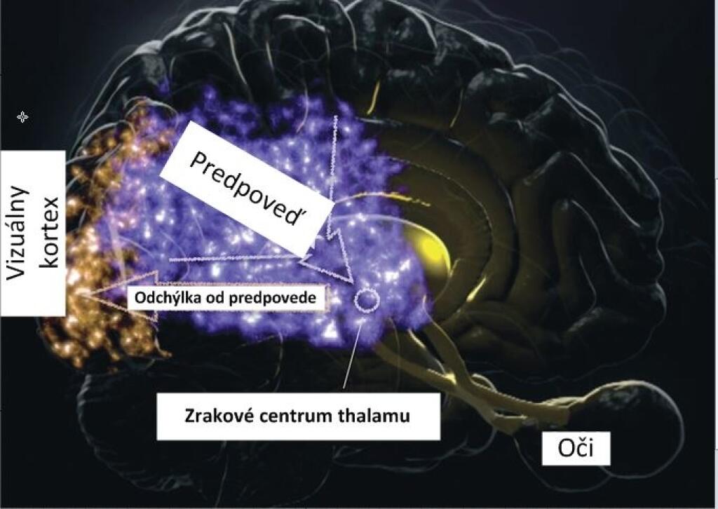 Pomôže neuroveda pri vývoji umelej inteligencie?