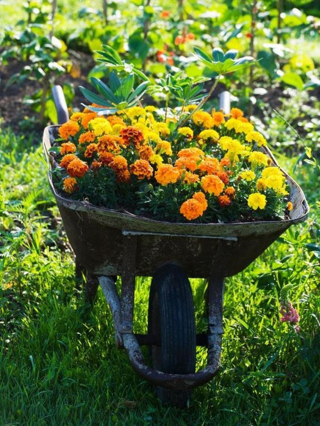 Pomocou aksamietnic vytvoríte krásne okraje kvetinových záhonov, zmiešané výsadby so zeleninou alebo zaujímavé vegetačné nádoby.