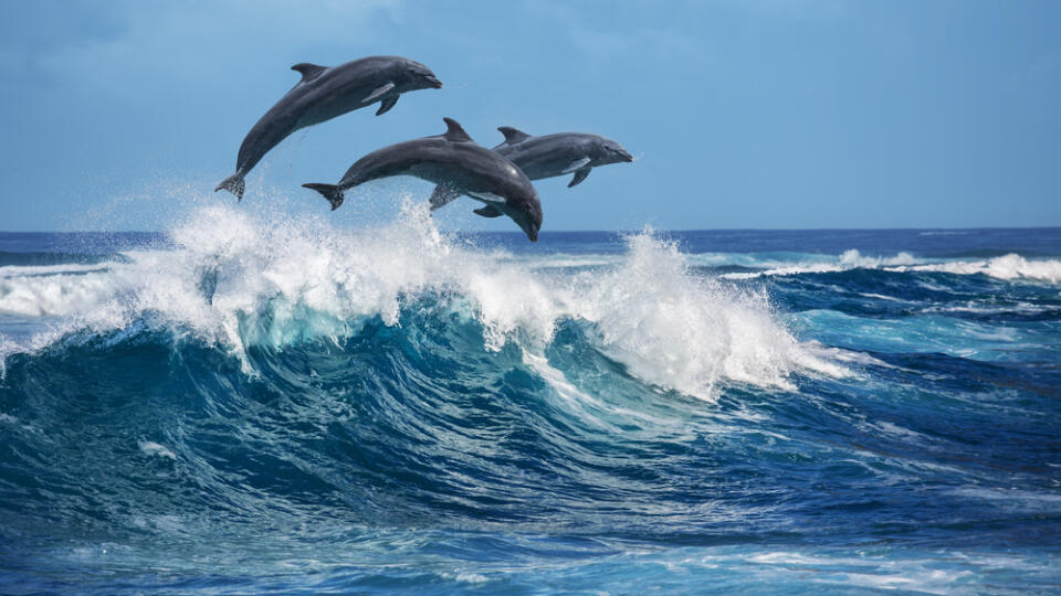 Three,Beautiful,Dolphins,Jumping,Over,Breaking,Waves.,Hawaii,Pacific,Ocean