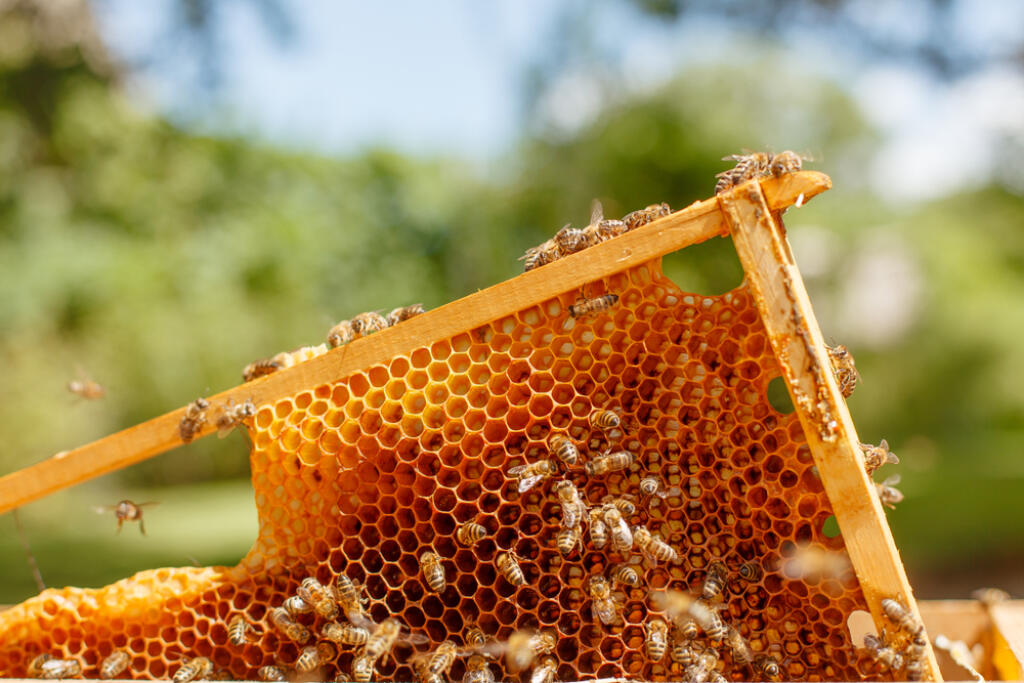 Bežne kupovaný med prechádza pasterizáciou, čo je ochrana nášho zdravia. Zbavuje tak sladký produkt škodlivých toxínov, ktoré - ak sa dostanú do tela - môžu spôsobiť nevoľnosti až zvracanie. Ak teda kupujete med priamo pri zdroji, vždy si v záujme svojho zdravia radšej overte, či je pasterizovaný.