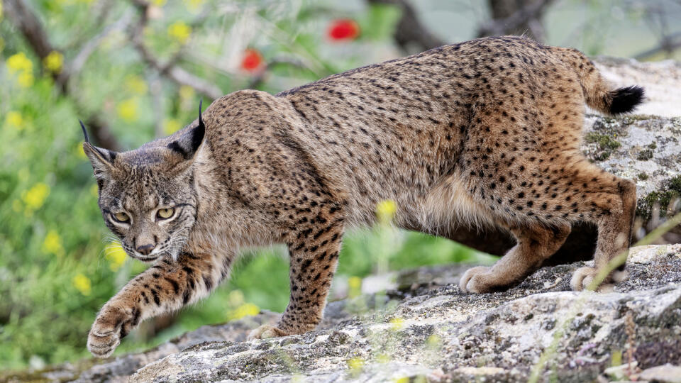 Rys iberský (Lynx pardinus)