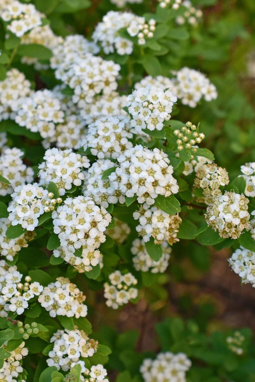 Tavoľník van Houtteho (Spiraea x vanhouttei)