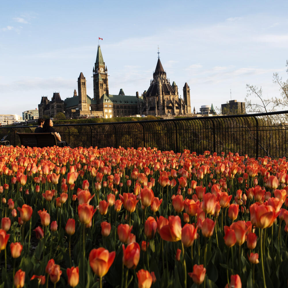 KK8 Ottawa - Ľudia sedia v parku počas tradičného festivalu tulipánov 18. mája 2020 v kanadskej Ottawe. FOTO TASR/AP
Parliament Hill is seen as people sit on a bench in Major's Hill Park in Ottawa, Ontario, on the Victoria Day long weekend, the last day of the Canadian Tulip Festival, Monday, May 18, 2020. (Justin Tang/The Canadian Press via AP)