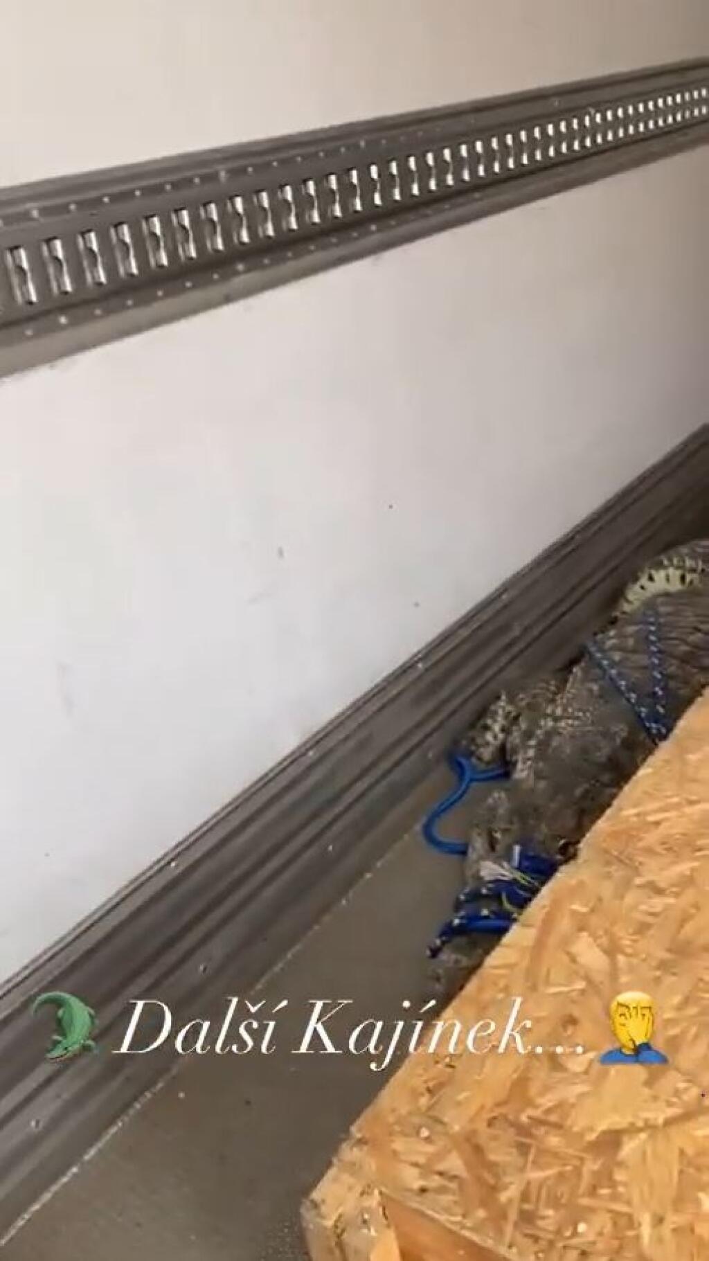 Pri presune z farmy do Vémolovho domu sa jeden z krokodílov dostal mimo debnu.