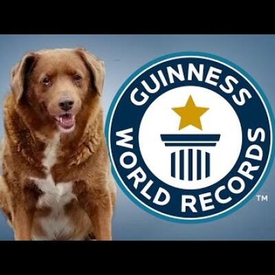 Nový rekordman: Bobi sa stal najstarším známym žijúcim psom