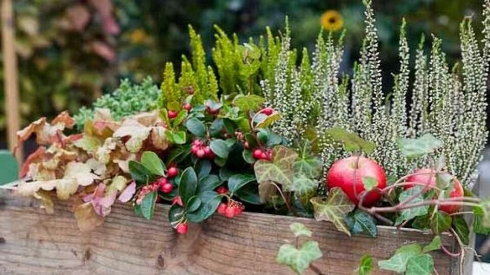 Drevená debnička s vresmi (Calluna), gaultériou (Gaultheria), brečtanom (Hedera) a heucherou (Heuchera) doplnená jabĺčkami vám vyčarí teplo domova aj počas mrazivých dní.