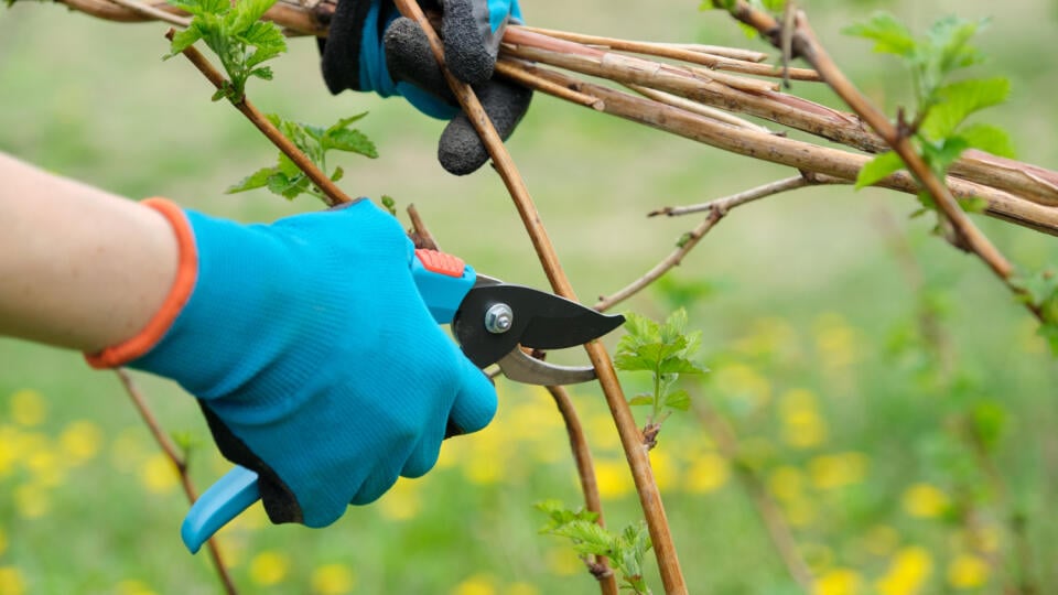 Dvojročné výhonky vybrané na produkciu plodov skráťte o 15 až 20 cm po zdravé púčiky. Výhonky vyviažte k  pripravenej opornej konštrukcii.