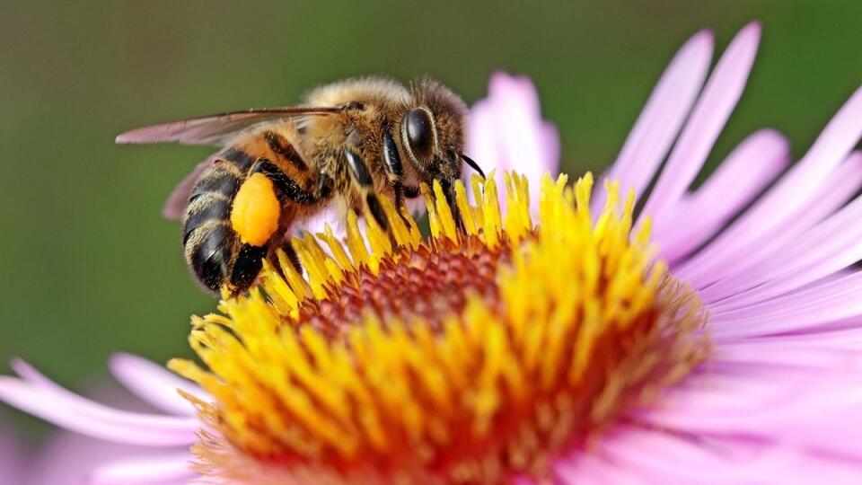 Dnes si pripomíname Svetový deň včiel