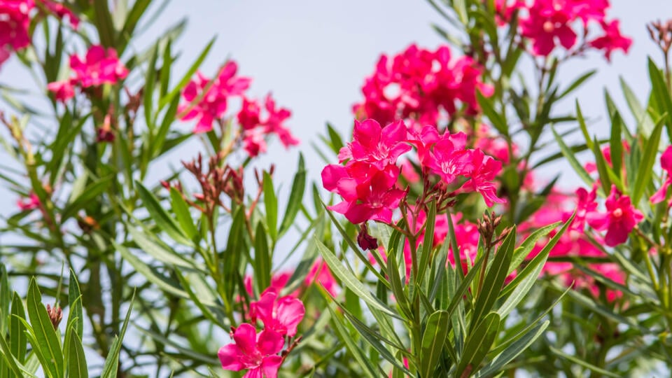 oleander