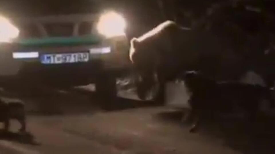 VIDEO Toto je medvedia realita na Slovensku? Toto sme chceli?