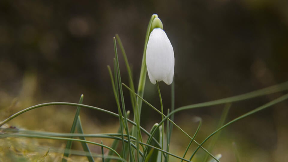 Snežienka