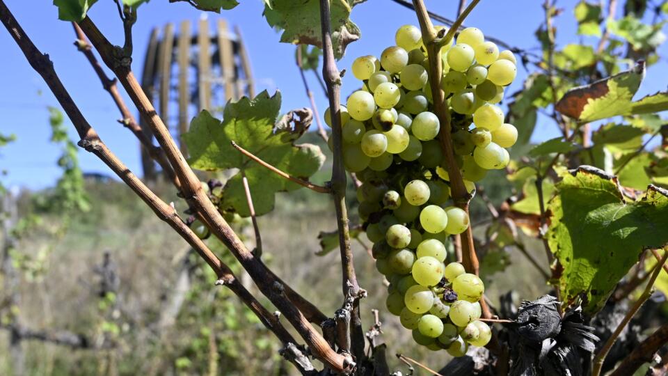 Na snímke vinohrady v slovenskej časti Tokajskej vinohradníckej oblasti pri obci Malá Tŕňa v okrese Trebišov 5. septembra 2023. FOTO TASR - Roman Hanc