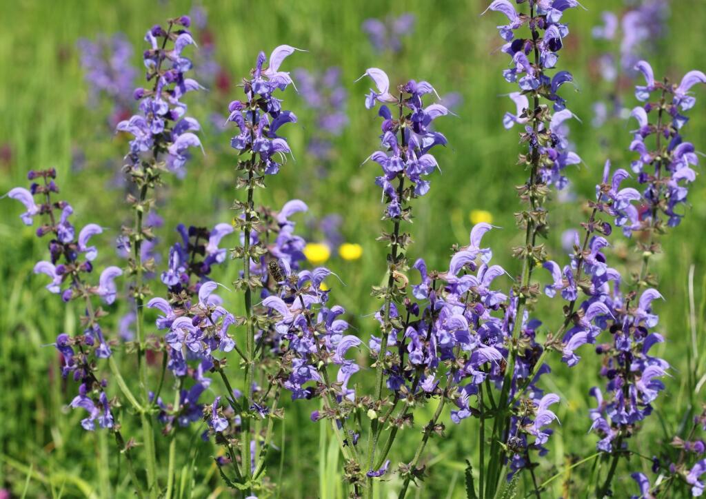 Šalvia lekárska (Salvia officinalis) pochádza zo Stredomoria, kde rastie aj voľne v prírode. U nás sa v prírode nevyskytuje, nájdeme však jej príbuznú šalviu lúčnu (Salvia pratensis).