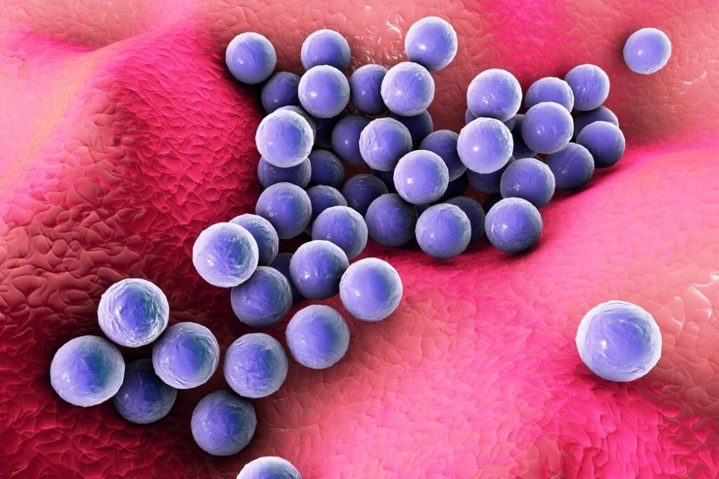 Bacteria,Staphylococcus,Aureus,On,The,Surface,Of,Skin,Or,Mucous