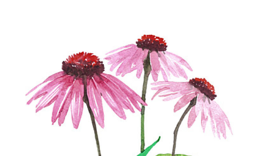 Echinacea