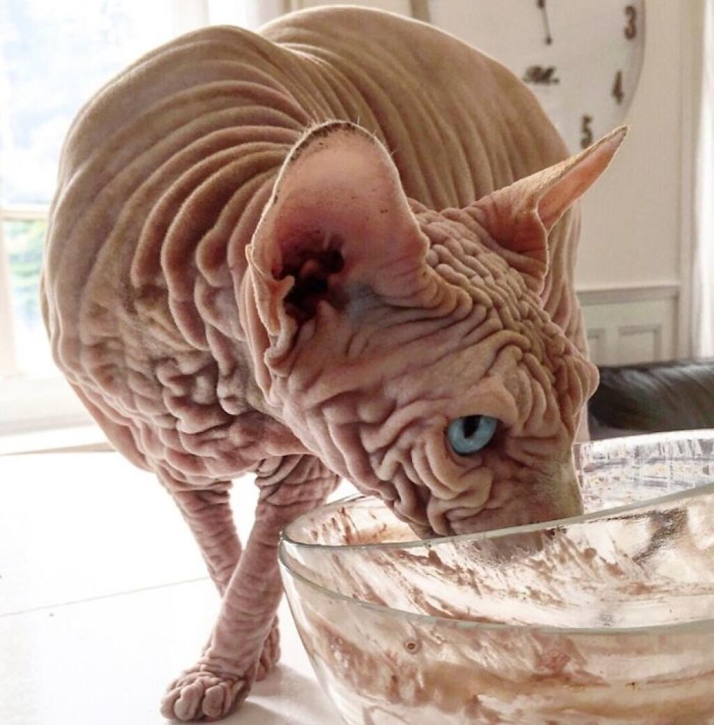 Страшная кошка
