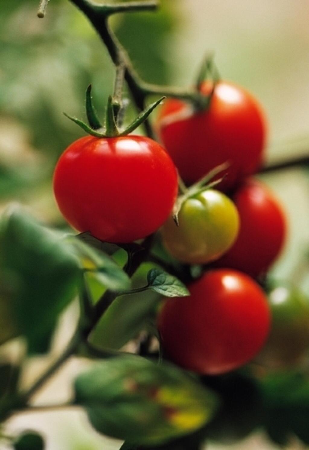 Už množstvo 500 mg tomatínu môže byť pre človeka smrteľné