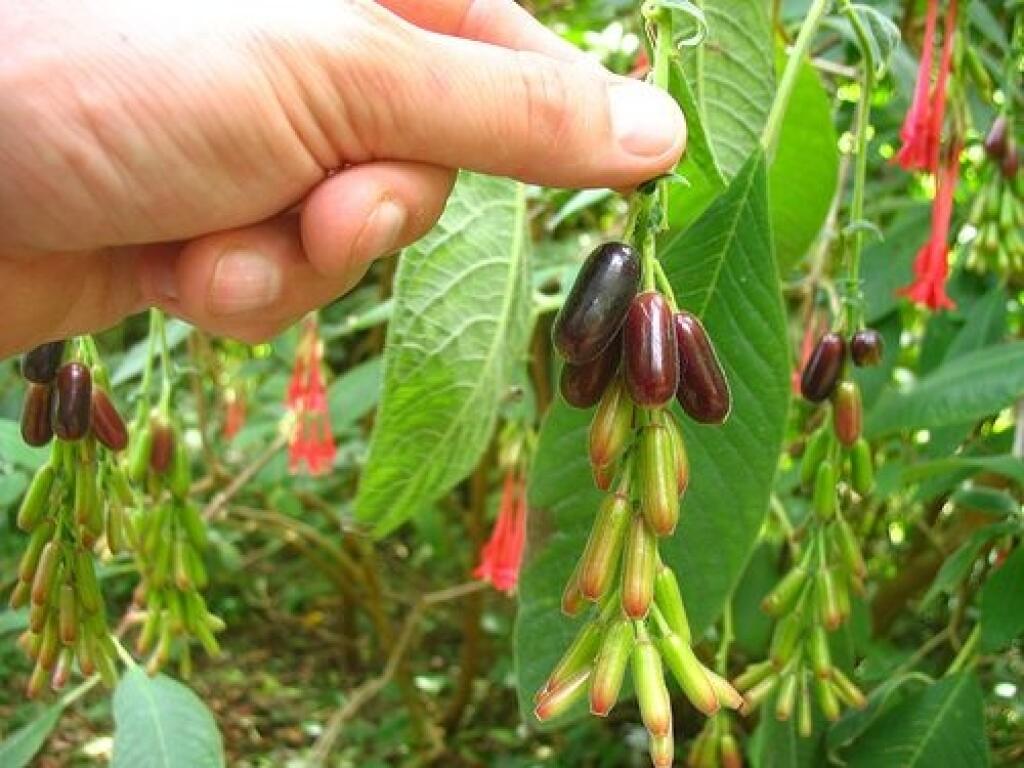 Plody sú jedlé bobule s veľkosťou 2,5 cm, jemne sladkastej chuti.