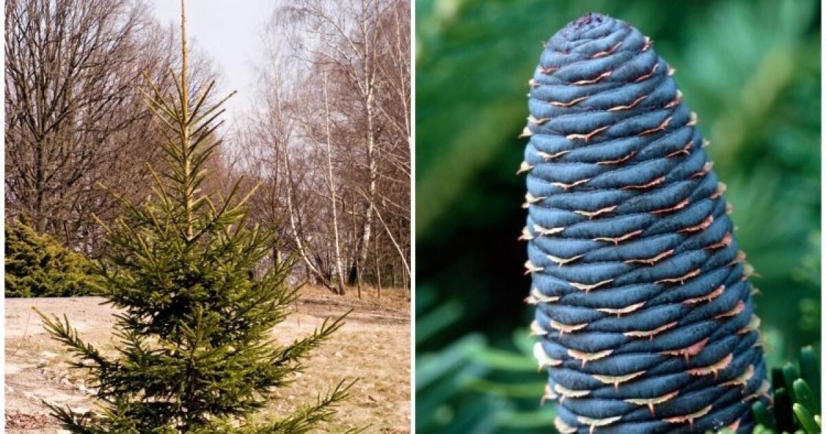 Jedľa biela