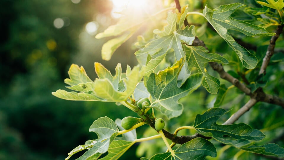 Figs,On,The,Tree