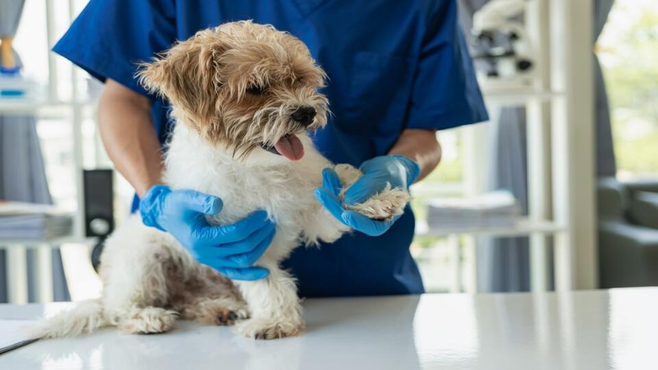 Veterinarian,Vaccinates,Cute,Dog,In,Cute,Dog,Clinic,Punchee,Tzu