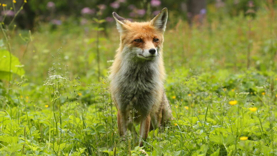 Líška hrdzavá Vulpes vulpes