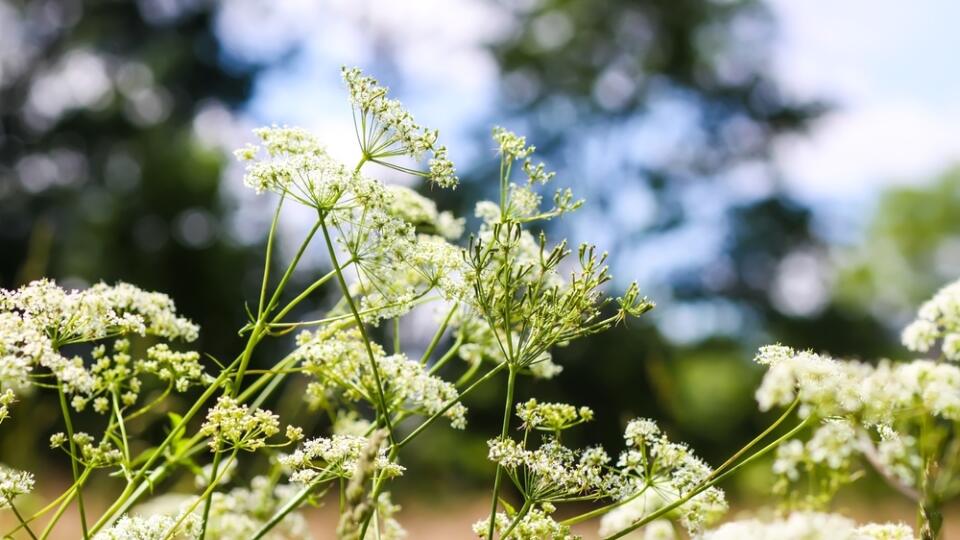 Aegopodium,Podagraria,Plant,With,White,Flowers,,Goutweed,,The,Ground,Elder,