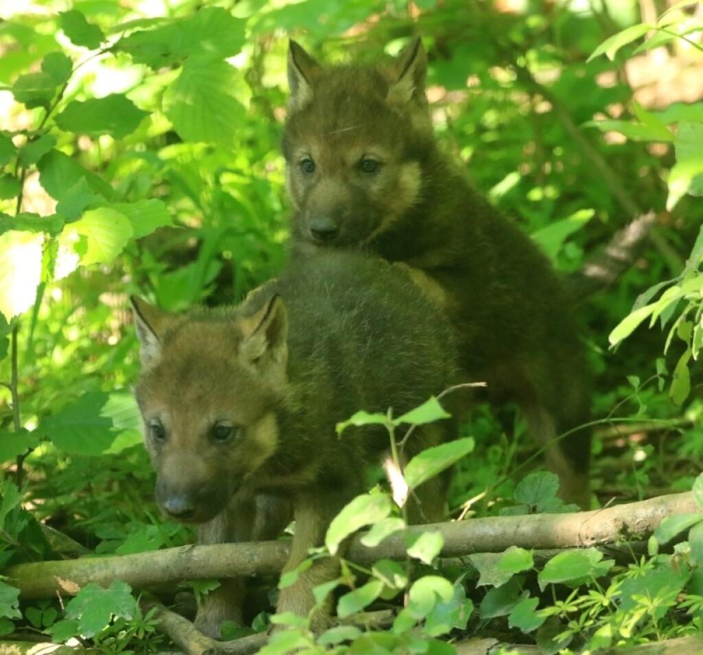 V Národnej zoologickej záhrade Bojnice sa narodili tri vĺčatá.