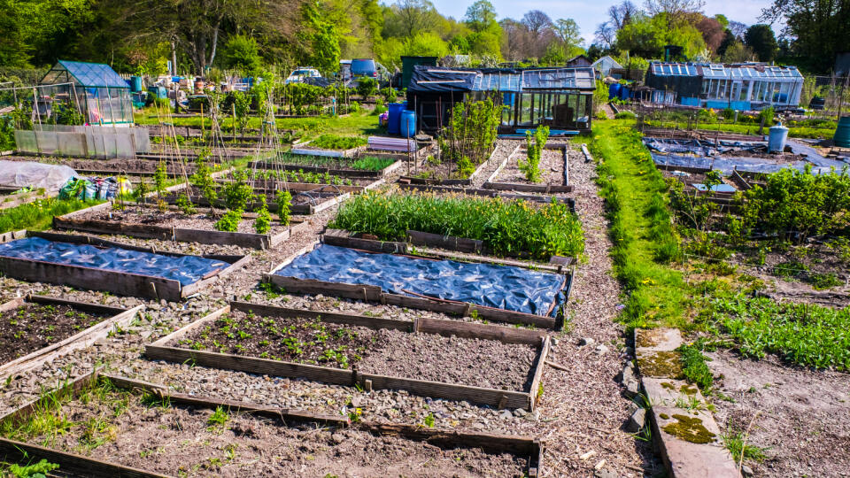 Allotments cultivated by the tenants for food production.