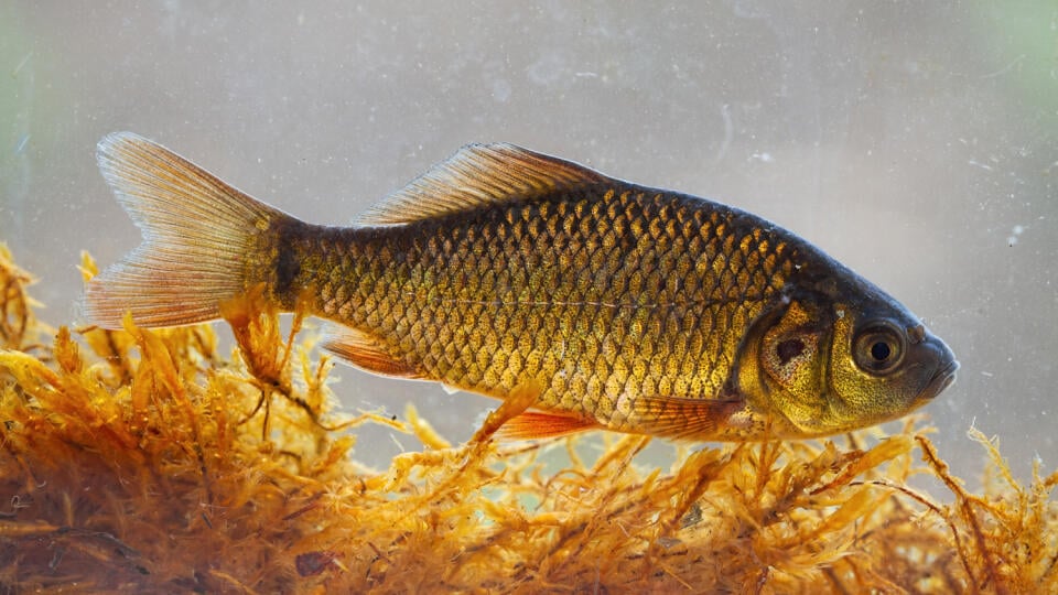 Alive,Young,Crucian,Carp,,Carassius,Carassius,,Diving,In,River,Water