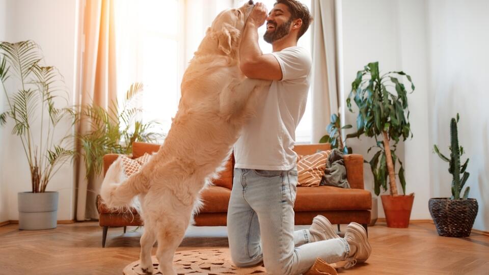 Handsome,Bearded,Man,Playing,And,Training,His,Labrador,Dog,While