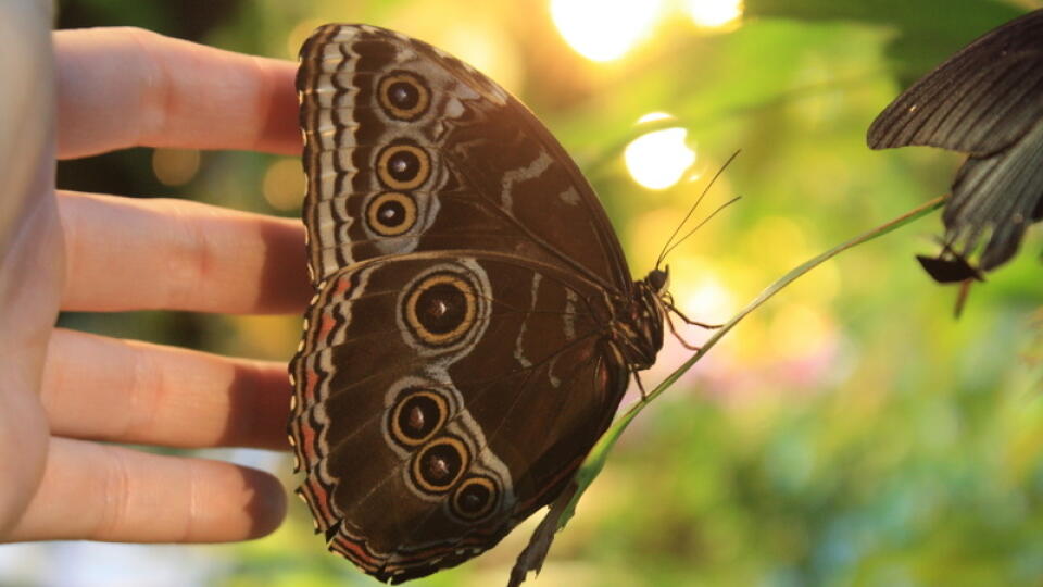 Kukly motýľov objednáva zoo každý týždeň z farmy v Anglicku.
